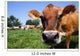 Jersey Cow Grazing Wall Mural