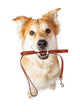 Dog With Leash in Mouth Excited for Walk Wall Decal