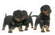 young puppies rottweiler Wall Decal