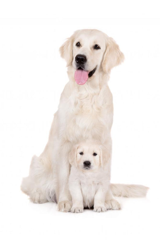 golden retriever dog with a puppy sitting on white Wall Decal