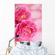 Peony Wall Mural