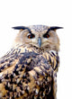 Eurasian Eagle Owl Wall Mural