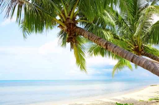 More Palms Wall Decal