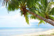 More Palms Wall Decal
