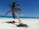 Paradise Beach Wall Decal