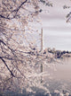 Cherry blossoms in bloom by the Washington Monument Wall Mural