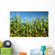 Corn field Wall Mural