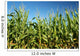Corn field Wall Mural