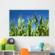 Corn crop Wall Mural