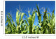 Corn crop Wall Mural