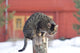 Grey Tabby Cat Sitting on Post Wall Mural