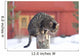 Grey Tabby Cat Sitting on Post Wall Mural