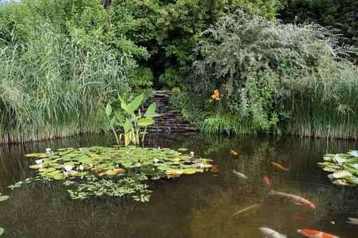 Aquatic Garden Wall Decal