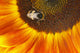 Sunflower Wall Mural