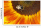Sunflower Wall Mural