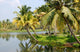 Palm Tree Wall Mural
