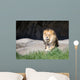 African Lion Sitting Rock Wall Mural