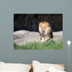 African Lion Sitting Rock Wall Mural