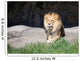 African Lion Sitting Rock Wall Mural
