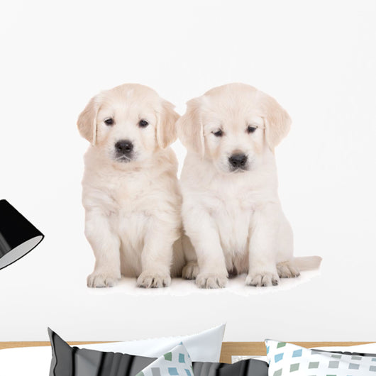 two golden retriever puppies sitting on white Wall Decal