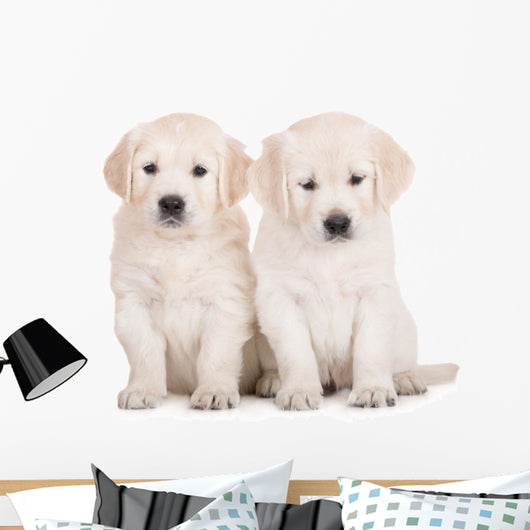 two golden retriever puppies sitting on white Wall Decal