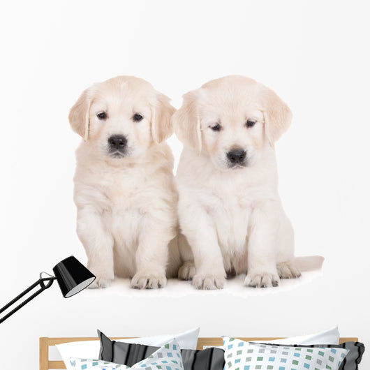 two golden retriever puppies sitting on white Wall Decal