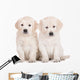 two golden retriever puppies sitting on white Wall Decal