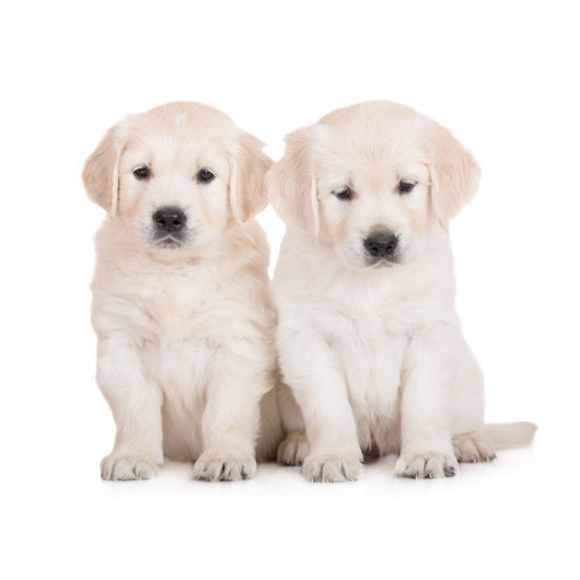 two golden retriever puppies sitting on white Wall Decal