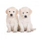 two golden retriever puppies sitting on white Wall Decal