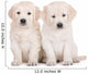 two golden retriever puppies sitting on white Wall Decal