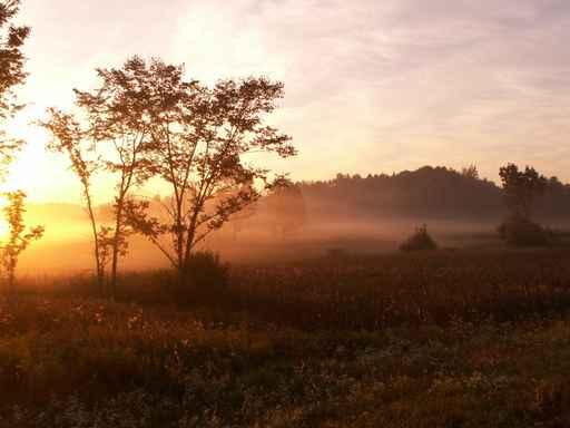 Foggy Morning Wall Decal Design 2