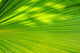 Greenlines Tropical Palm Wall Mural