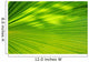 Greenlines Tropical Palm Wall Mural