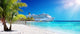 Cruise To Caribbean With Palm tree On Coral Beach
 Wall Mural