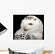 Snowy Owl Wall Mural