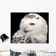 Snowy Owl Wall Mural