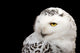 Snowy Owl Wall Mural