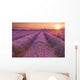Sunrise over fields of lavender in the Provence, France Wall Mural