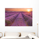 Sunrise over fields of lavender in the Provence, France Wall Mural