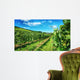 Waiheke Vineyard Wall Mural
