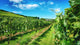 Waiheke Vineyard Wall Mural