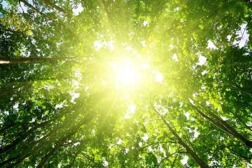 Rays Sun Forest Wall Decal