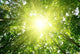Rays Sun Forest Wall Decal