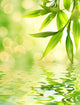 Bamboo Leaves Reflected in Rendered Water Wall Mural