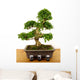 Bonsaibougie Wall Decal