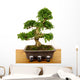 Bonsaibougie Wall Decal