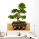 Bonsaibougie Wall Decal