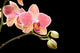 Orchid Wall Mural