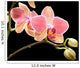 Orchid Wall Mural