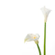 Calla Lilly Wall Decal